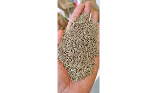 Cumin Seeds