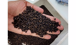 Black pepper