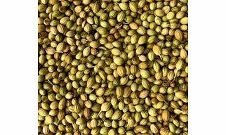 Coriander Seeds