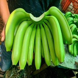 cavendish g9 banana