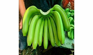 Cavendish G9 Banana