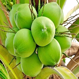 green tender coconut