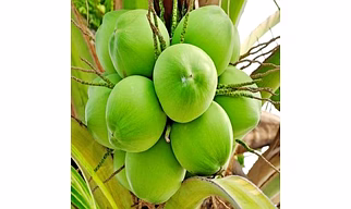 Green Tender Coconut