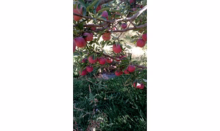 Fresh Apples