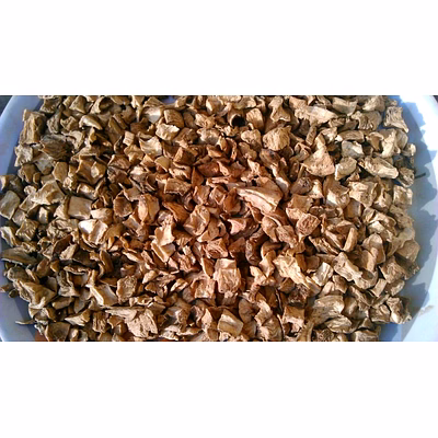 chicory root