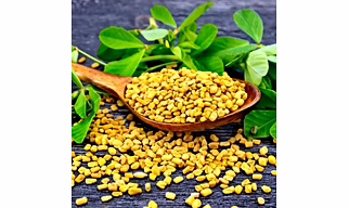 fenugreek seeds