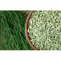 funnel seeds