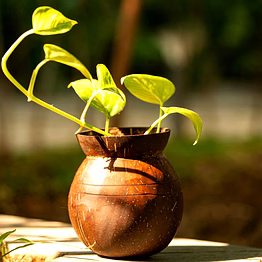 coconut shell flower hanging pot