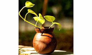 COCONUT SHELL FLOWER HANGING POT