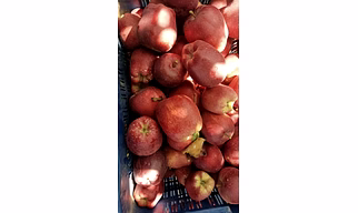 APPLE PREMIUM GRADE 2
