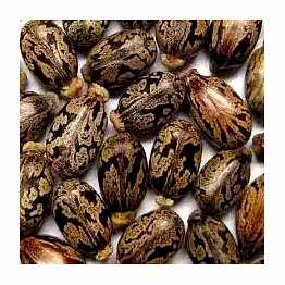 castor seeds