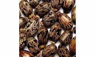 Castor seeds
