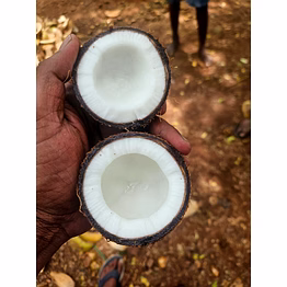 coconut