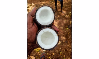 Coconut