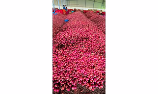 INDIN FRESH RED ONION