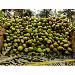 coconut fresh & semi dry husked
