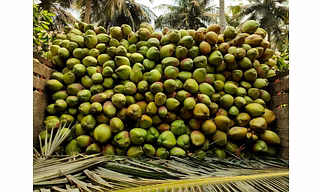 COCONUT FRESH & SEMI DRY HUSKED