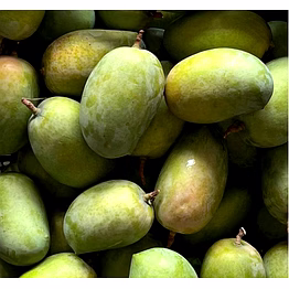 necar nexus overseas premium kesar mangoes from valsad gujarat – the queen of mangoes
