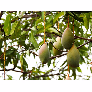 Export Quality Totapuri Mangoes – Naturally Sweet and Aromatic