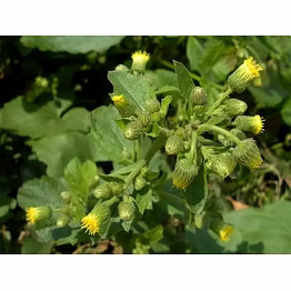 premium blumea lacera – medicinal herb with multiple benefits ( dried kalhar )