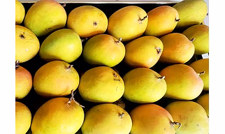 Premium Valsadi Alphonso (Haafus) Mangoes – The King of Mangoes