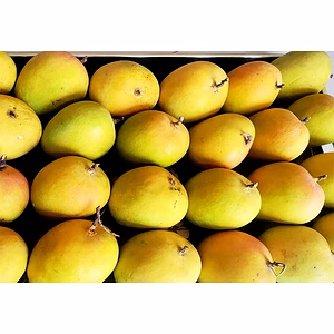 Premium Valsadi Alphonso (Haafus) Mangoes – The King of Mangoes