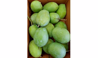 Authentic Valsadi Rajapuri Mangoes – Creamy, Aromatic & Rich