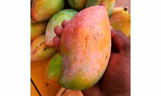 Export Quality Totapuri Mangoes – Naturally Sweet and Aromatic