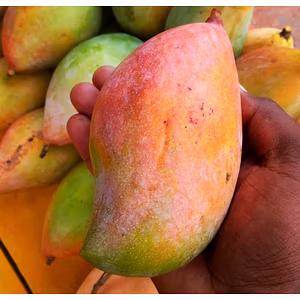 Export Quality Totapuri Mangoes – Naturally Sweet and Aromatic