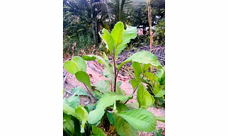 Premium Blumea Lacera – Medicinal Herb with Multiple Benefits ( dried Kalhar )