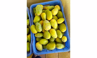 Premium Kesar Mangoes from Valsad Gujarat – The Queen of Mangoes