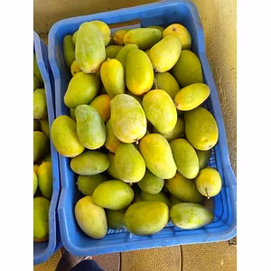 Premium Kesar Mangoes from Valsad Gujarat – The Queen of Mangoes