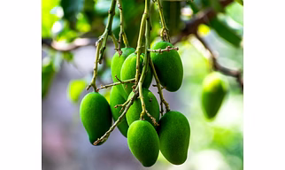 Golden Dasheri Mangoes – Pure Taste of Indian Summer