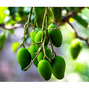 Golden Dasheri Mangoes – Pure Taste of Indian Summer