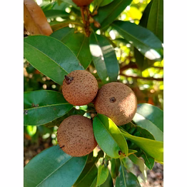 fresh sapota (chikoo) from valsad & navsari, gujarat | gi-tagged premium indian chikoo