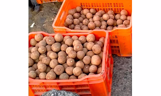 Fresh Sapota (Chikoo) from Valsad & Navsari, Gujarat | GI-Tagged Premium Indian Chikoo