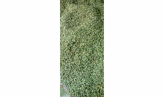 Organic Moringa leaf