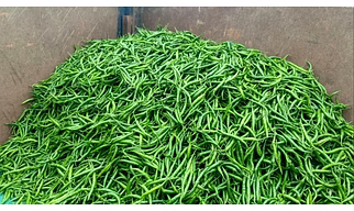 Green Chillies