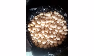 Makhana