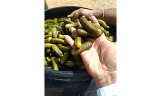 Small Whole Fermented Gherkins