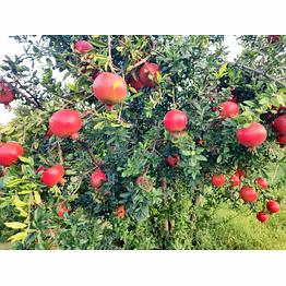 pomegranate