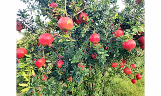 Pomegranate
