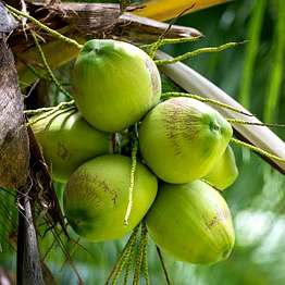 coconut