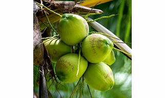 Coconut