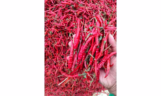 Red Chili