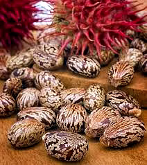 Castor seeds image 1