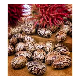 castor seeds