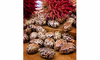Castor seeds