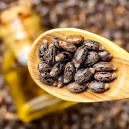 Castor seeds image 2