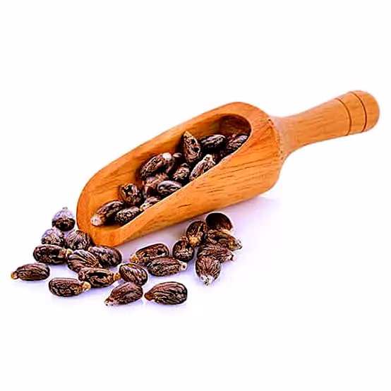 Castor seeds image 3